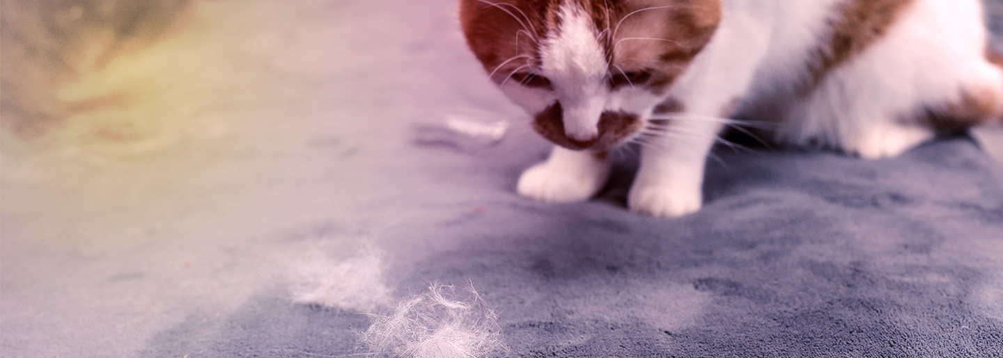 Remove pet hair from your car easily