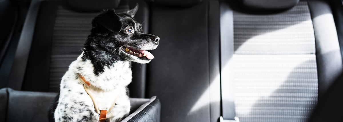 Set Up A Booster Seat For Your Canine Co-Passenger