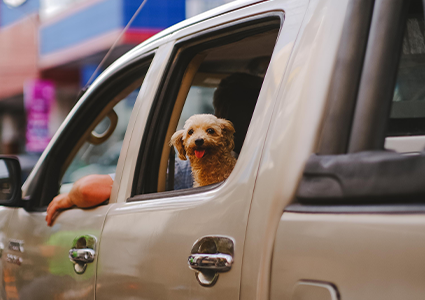 Tips to Find Your Paw-fect Pet-Friendly Car blog card image