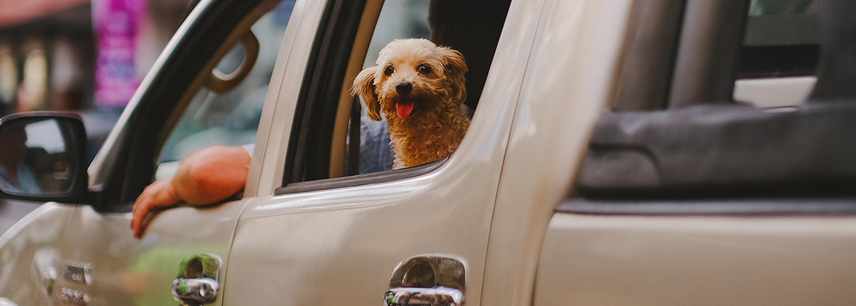 Tips to Find Your Paw-fect Pet-Friendly Car